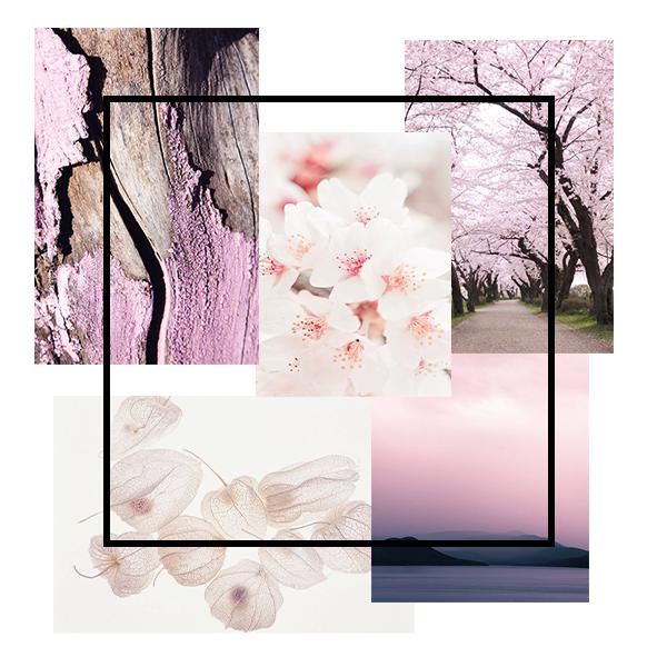 Kaia Naturals-The Takesumi Detox - Sakura Blossom-