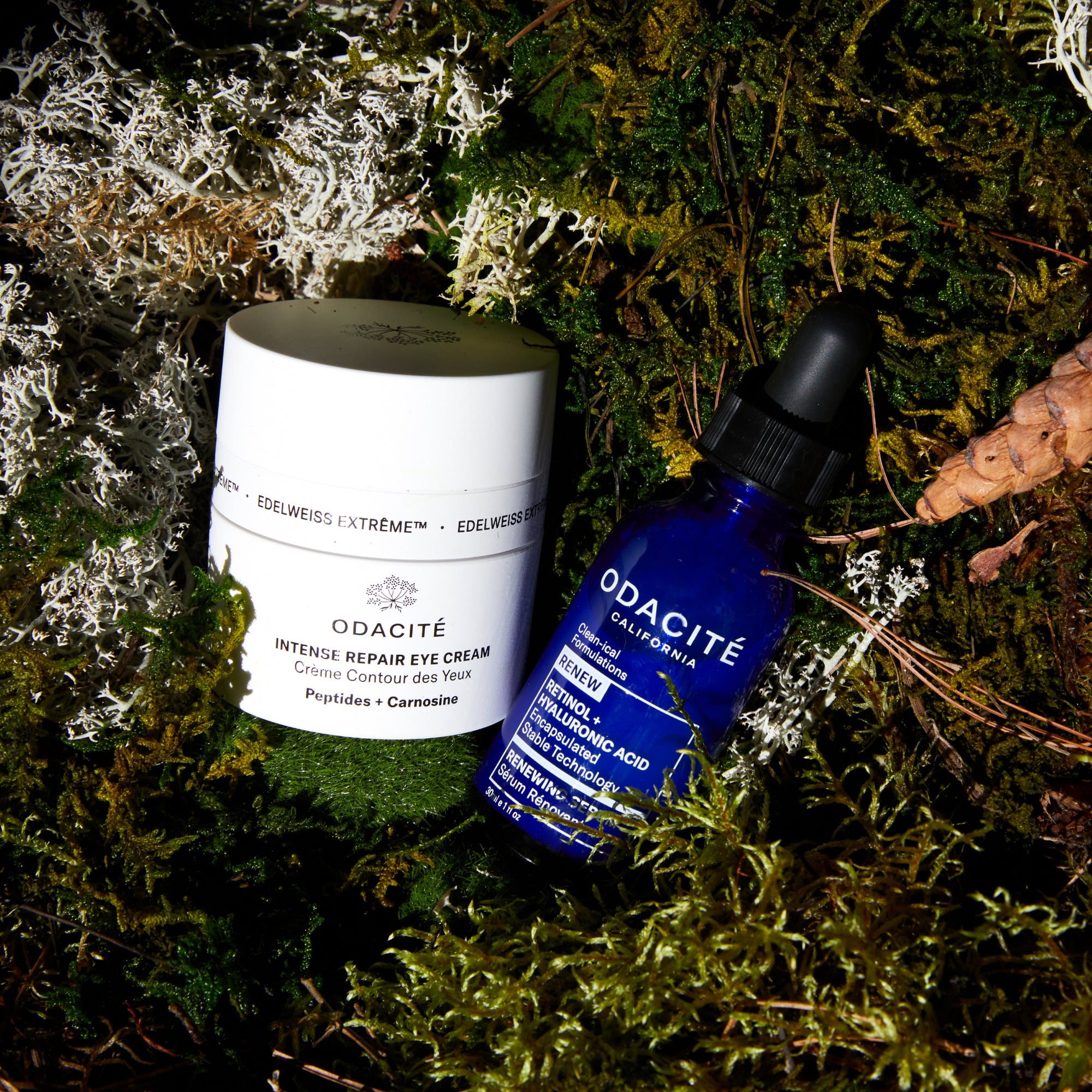 Odacité's Gifting You with the Power of AI