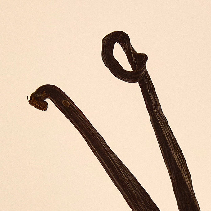 Abel-Cobalt Amber-Fragrance-7.CobaltAmber_Ingredient-1-The Detox Market | 