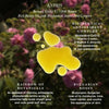Beauty Elixir I