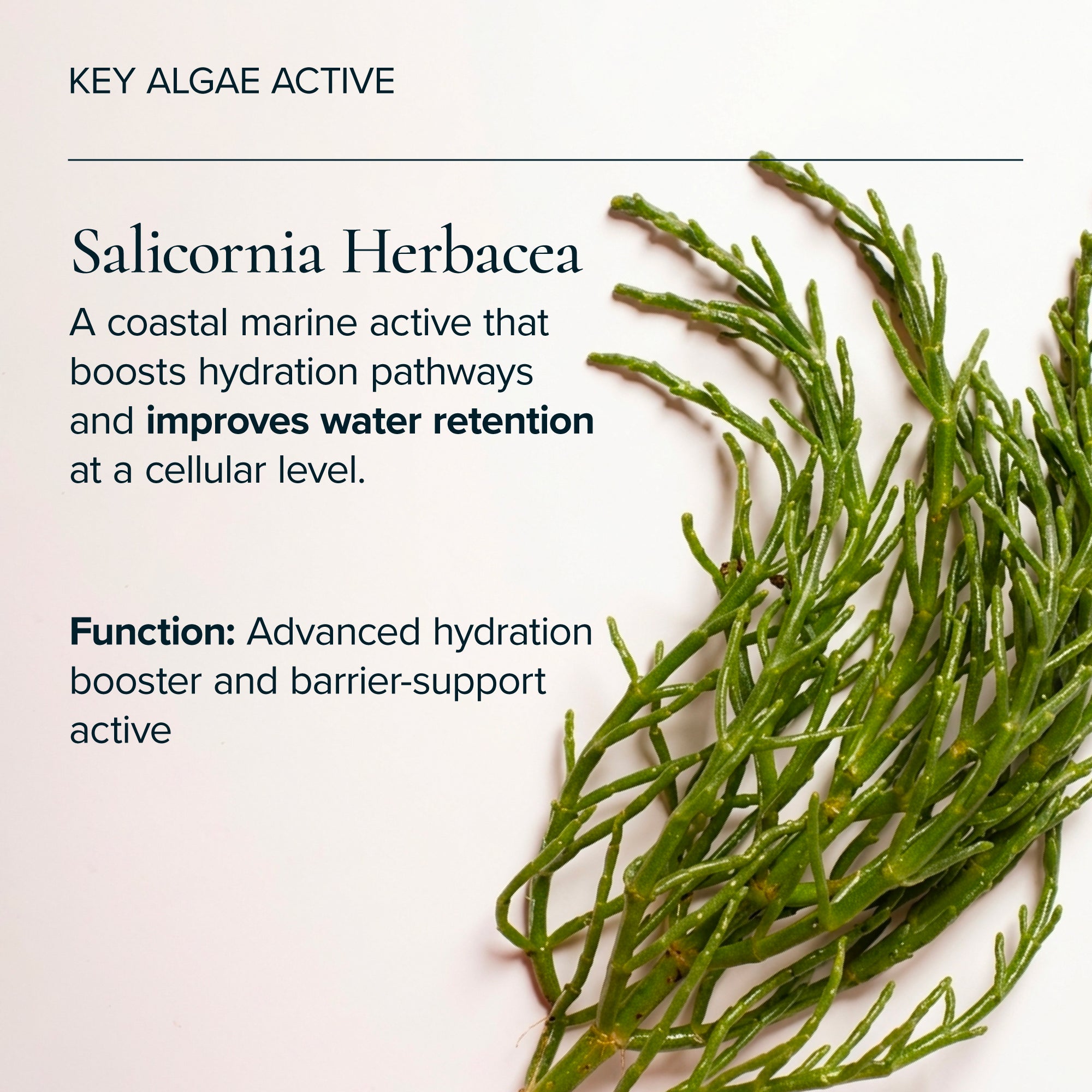 MARA-Flower Acid Algae Serum-Skincare-MARA-FAAS-30_7_f58e6c20-a17d-402e-8da4-d6d7404b4fe7-The Detox Market | 